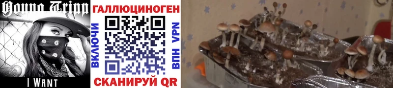 Галлюциногенные грибы ЛСД  Волхов 